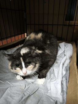 Трусливая кошечка некуда вернуться, живет 2 года в клетке