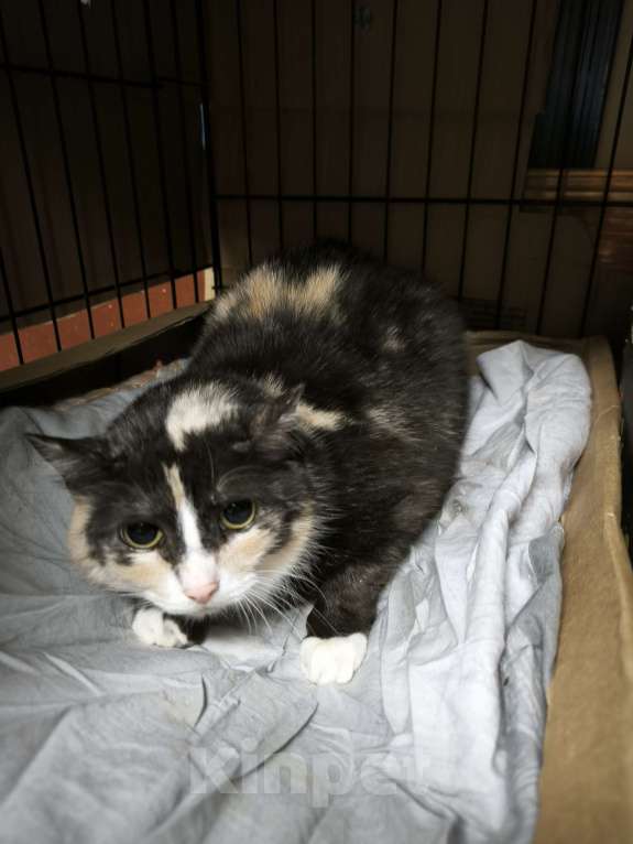 Кошки в Санкт-Петербурге: Трусливая кошечка некуда вернуться, живет 2 года в клетке Девочка, Бесплатно - фото 1