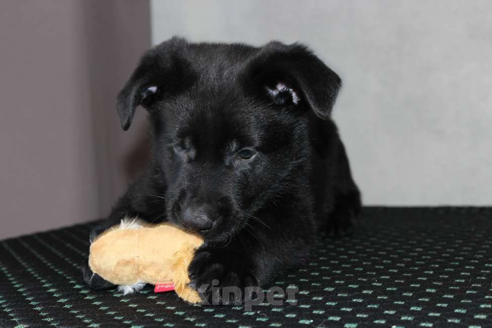 Собаки в Красноярске: Щенок ВЕО Норд Стар Мальчик, Бесплатно - фото 7