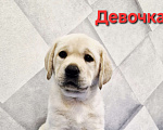 Собаки в Новокузнецке: Щенок лабрадора девочка Девочка, 60 000 руб. - фото 3