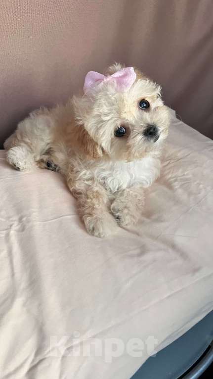 Собаки в Санкт-Петербурге: Микро девочка Девочка, 125 000 руб. - фото 2