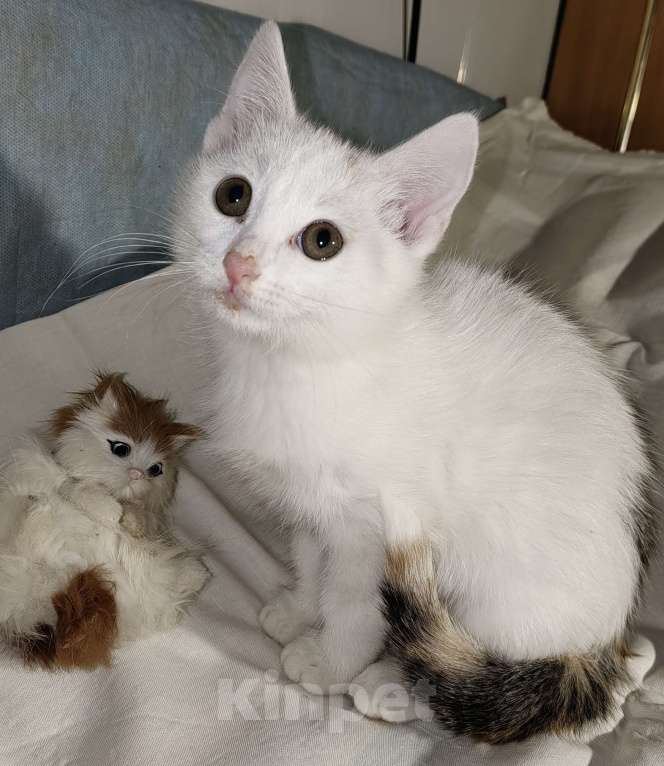 Кошки в Уфе: Котёнок девочка, 2,5 месяца Девочка, 50 руб. - фото 2