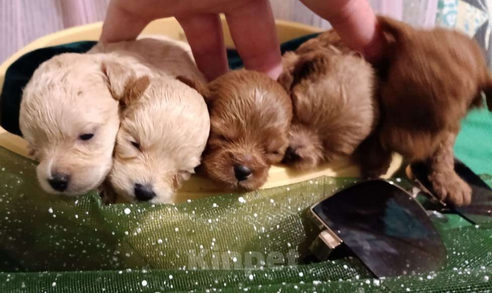 Собаки в Москве: Мальтипу девочки и мальчики Девочка, 55 000 руб. - фото 3