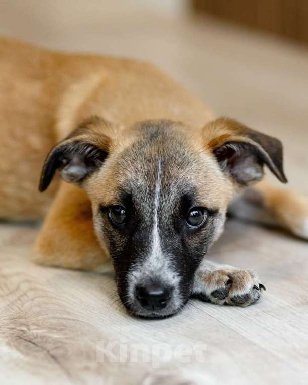 Кошки в Москве: Комочек ласки и нежности Лизи ищет дом. Девочка, Бесплатно - фото 3