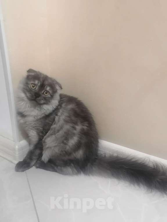 Кошки в Нижнем Новгороде: Ищем жениха)  Девочка, Бесплатно - фото 2