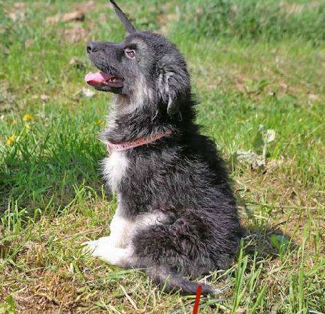 Собаки в Москве: Плюшик из приюта ищет дом Мальчик, Бесплатно - фото 2