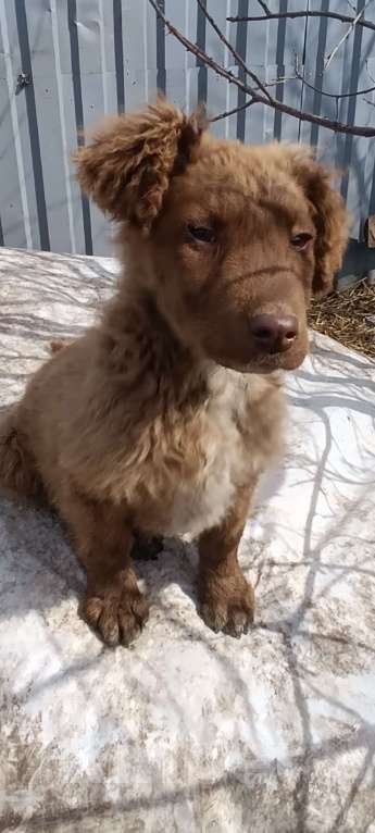 Собаки в Рязани: Отдам собачек мальчиков в добрые руки Мальчик, Бесплатно - фото 2