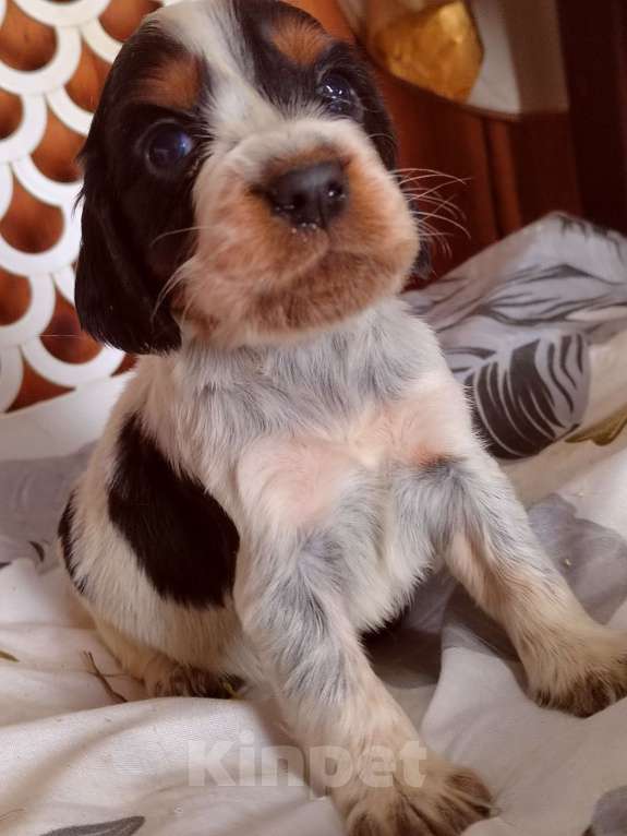 Собаки в Москве: Русский охотничий спаниель Девочка, 45 000 руб. - фото 7