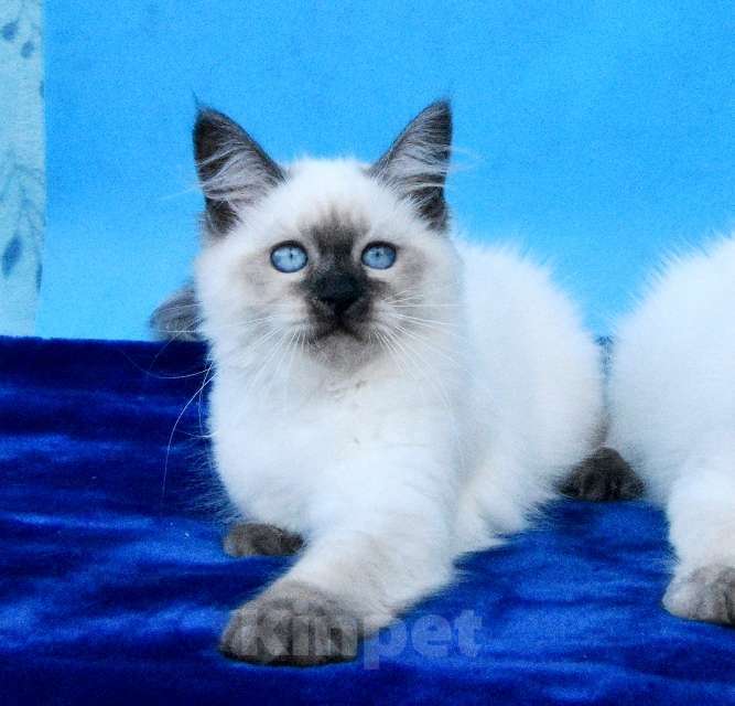 Кошки в Москве: Русская красавица Девочка, 50 000 руб. - фото 3