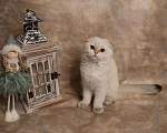Кошки в Москве: Шотландский вислоухий короткошёрстный котёнок Мальчик, 50 000 руб. - фото 5
