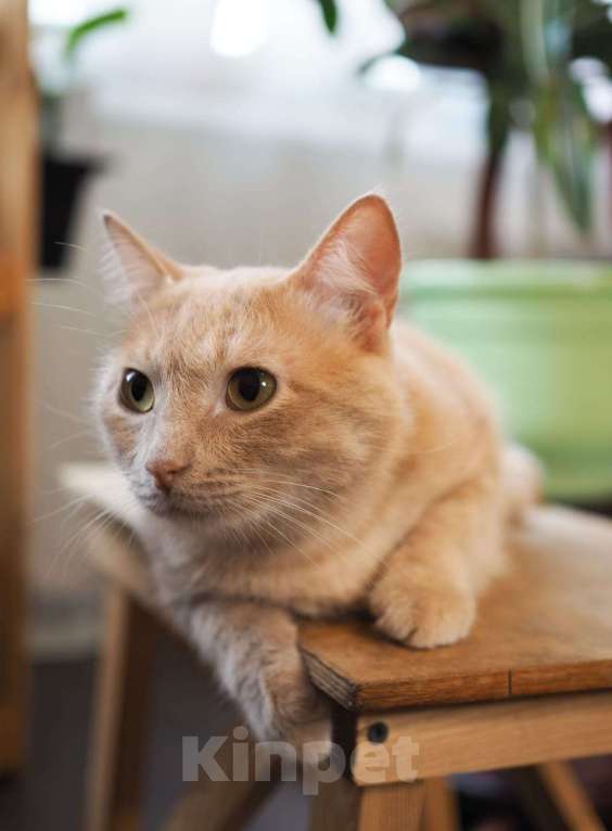 Кошки в Люберцах: Котик Арчи в поисках дома Мальчик, Бесплатно - фото 2