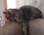 Кошки в других городах Воронежской области: Отдам красивую девочку от сиамской мамы Девочка, Бесплатно - фото 1