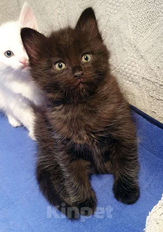 Кошки в Екатеринбурге: Котята домашние Екатеринбург Разнополые, 5 000 руб. - фото 5