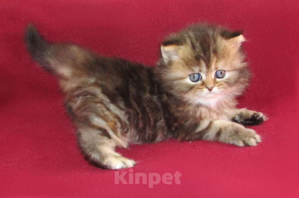 Кошки в Санкт-Петербурге: шотландская кошечка длинношерстная Девочка, Бесплатно - фото 2