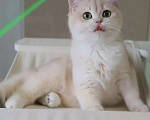 Кошки в Санкт-Петербурге: Британская голубая золотая шиншилла Девочка, 150 000 руб. - фото 2