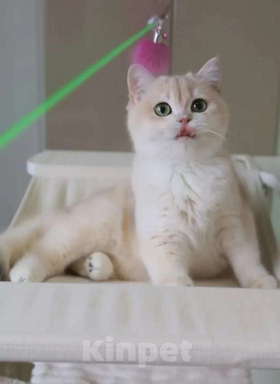 Кошки в Санкт-Петербурге: Британская голубая золотая шиншилла Девочка, 150 000 руб. - фото 2