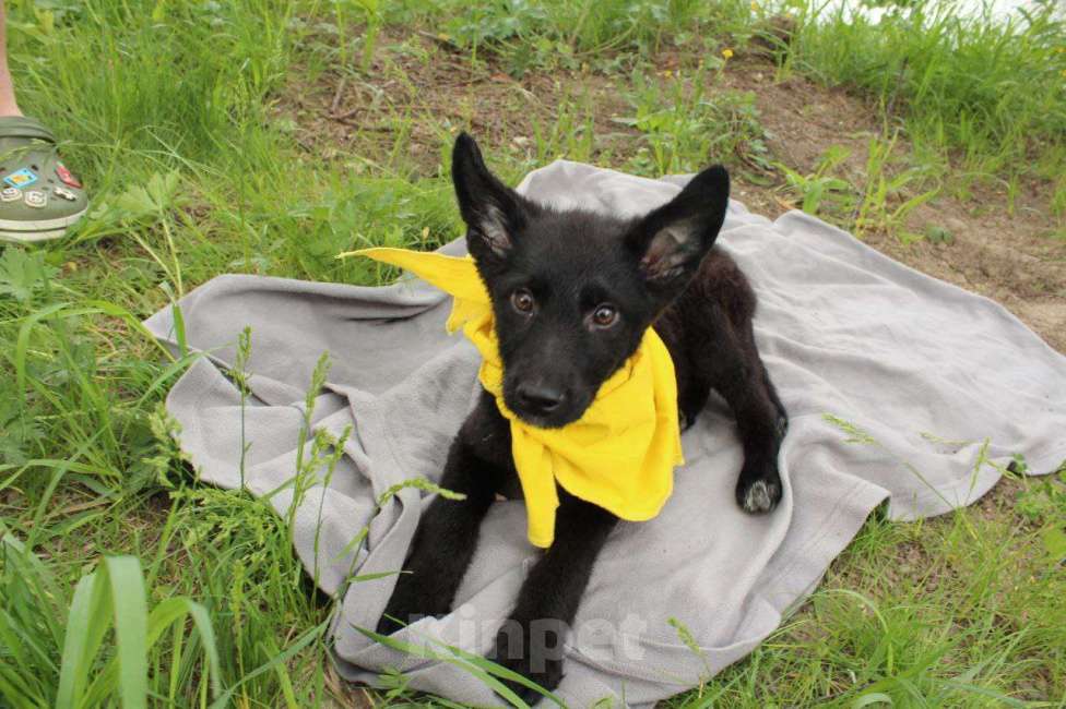 Собаки в Москве: Щенята овчарята в добрые руки Девочка, Бесплатно - фото 5