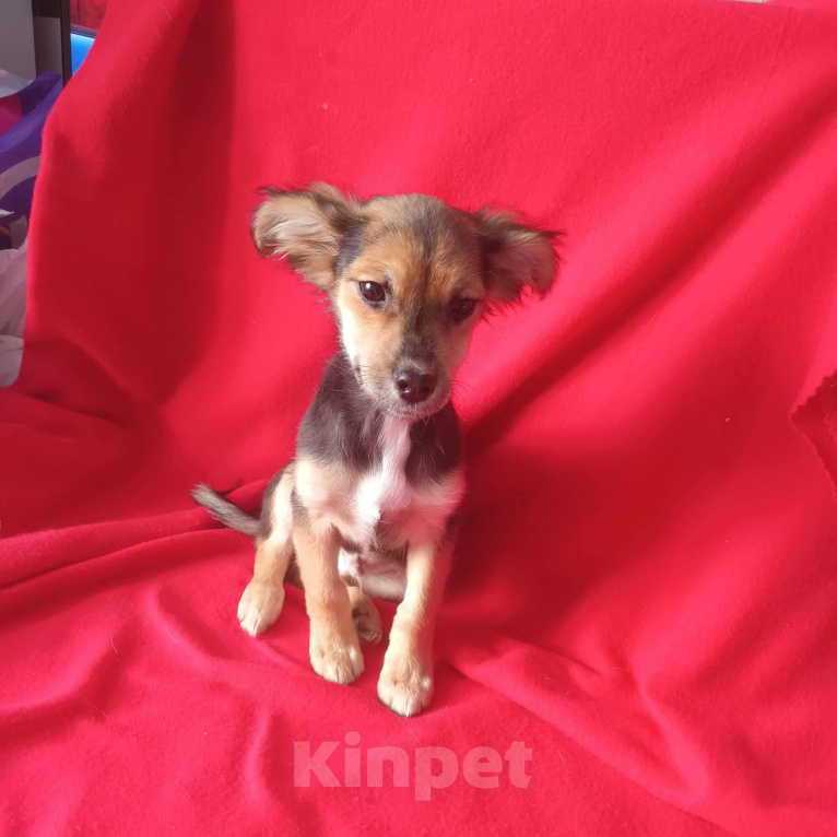 Собаки в Санкт-Петербурге: Щенок в добрые руки  Мальчик, Бесплатно - фото 1