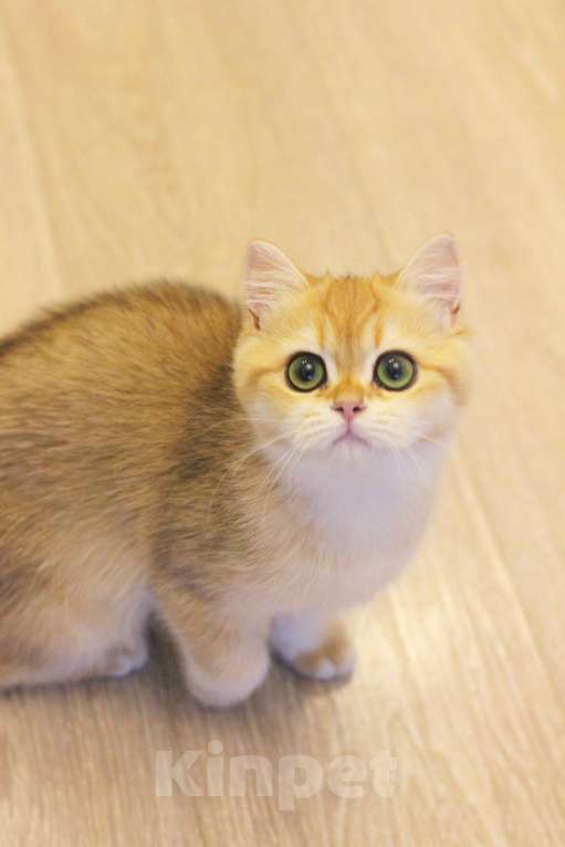 Кошки в Москве: Золотая британская шиншилла девочка Девочка, 70 000 руб. - фото 5