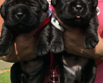 Собаки в Москве: Щенки Лабрадора черные, с шикарной родословной Девочка, 80 000 руб. - фото 1