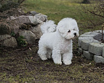 Собаки в Санкт-Петербурге: Щенок бишон фризе Мальчик, 75 000 руб. - фото 1
