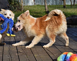 Собаки в Москве: Ненецкая оленегонная лайка, кобель Жгучий перчик. Мальчик, 60 000 руб. - фото 7
