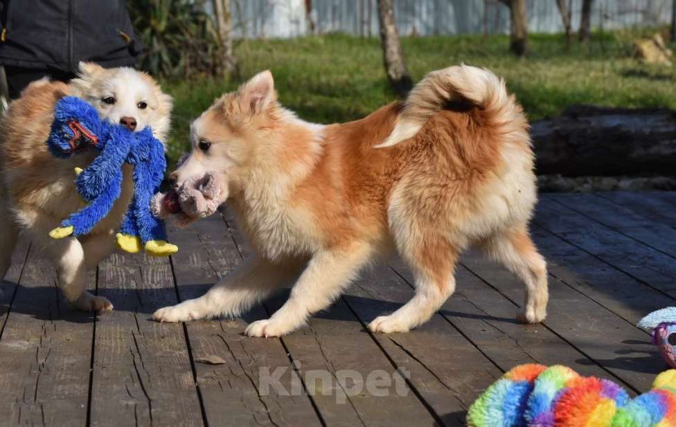 Собаки в Москве: Ненецкая оленегонная лайка, кобель Жгучий перчик. Мальчик, 60 000 руб. - фото 7