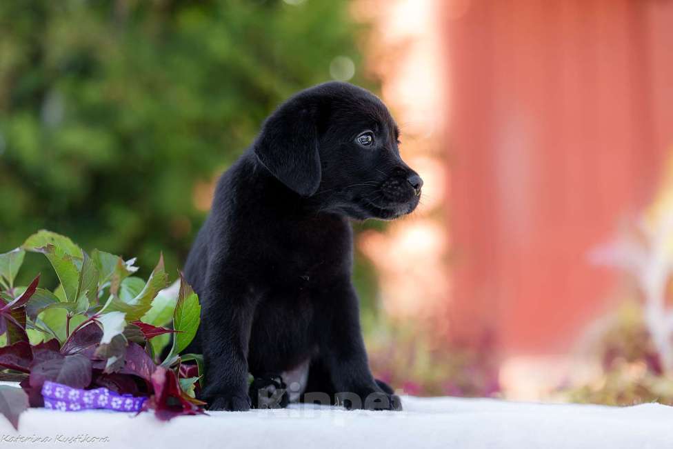 Собаки в Москве: Черный щенок лабрадора  Девочка, 50 000 руб. - фото 3
