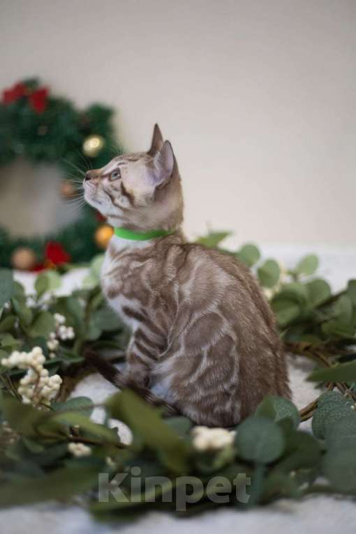 Кошки в Нижнекамске: Арчи Мальчик, 60 000 руб. - фото 7