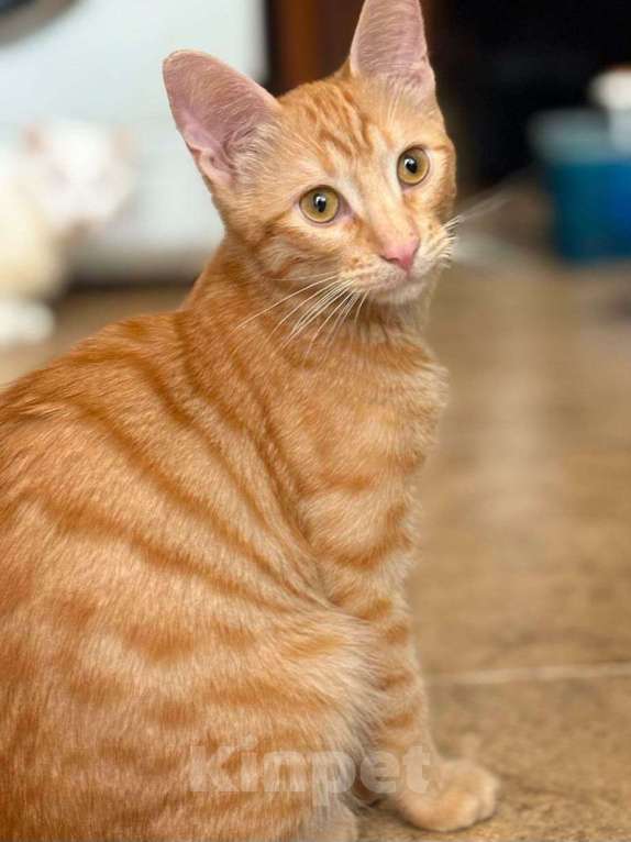 Кошки в Москве: Рыжий котенок ищет дом! Мальчик, Бесплатно - фото 3