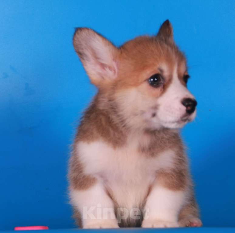 Собаки в Москве: вельш корги пемброк щенки Девочка, 80 000 руб. - фото 6