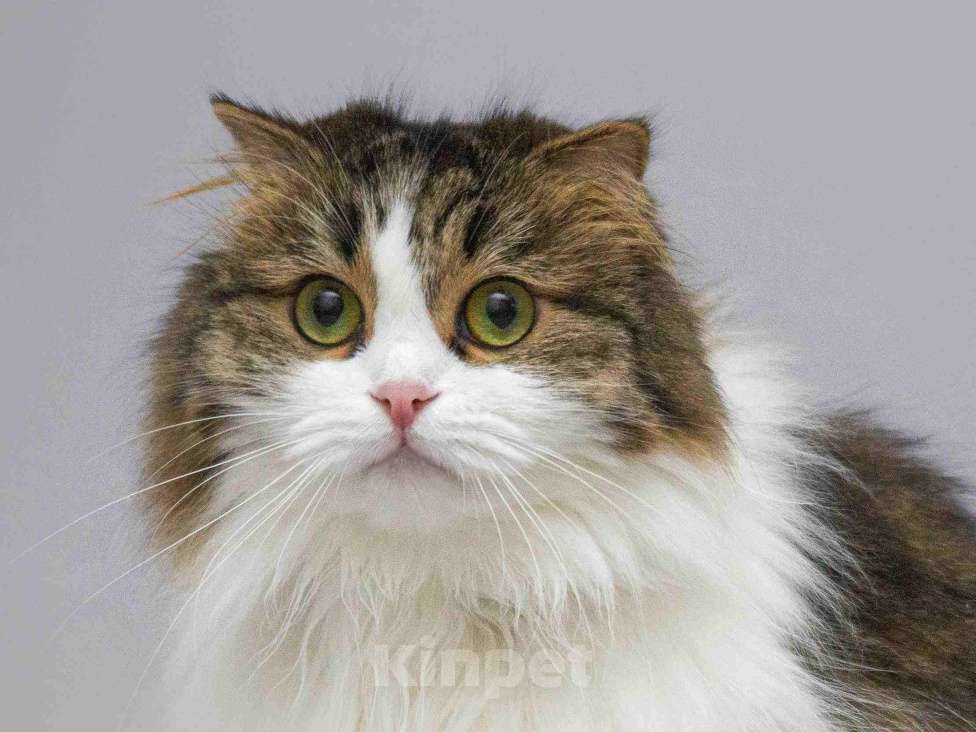 Кошки в Москве: Нежная ласковая кошечка Миу в добрые руки Девочка, Бесплатно - фото 3