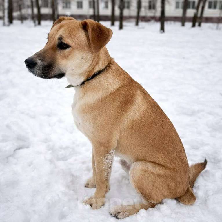 Собаки в Химках: Мальчик Кабачок ищет дом Мальчик, Бесплатно - фото 4