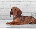 Собаки в Королеве: Добрейший рыже мраморный таксенок Мальчик, 35 000 руб. - фото 3