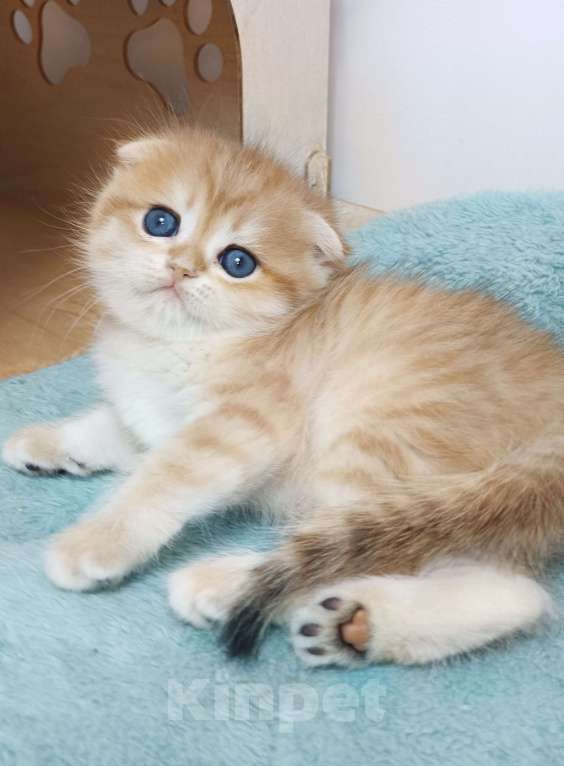 Кошки в Москве: Форбс Мальчик, 65 000 руб. - фото 4