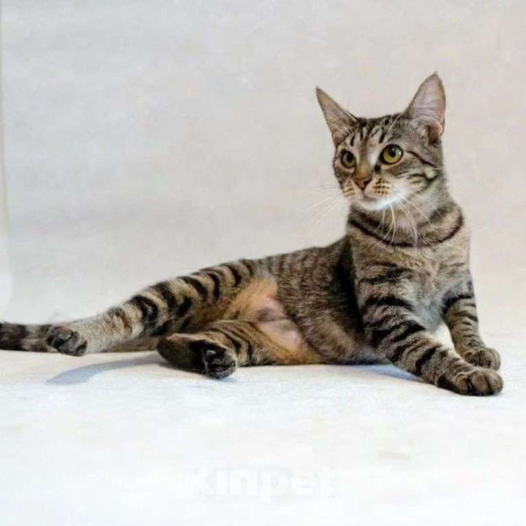 Кошки в Москве: Молоденькую кошечку выкинули хозяева Девочка, Бесплатно - фото 3