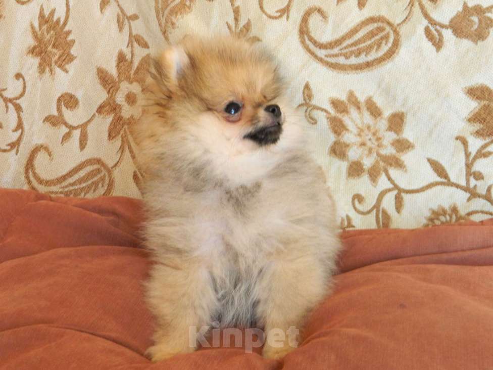 Собаки в Тольятти: Мини шпицы  Мальчик, 25 000 руб. - фото 4