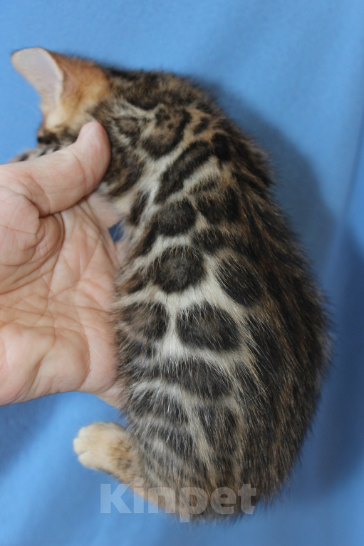 Кошки в Санкт-Петербурге: Бенгальский мальчик Мальчик, Бесплатно - фото 2
