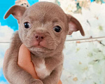 Собаки в Элисте: Щенок чихуа Мальчик, 37 000 руб. - фото 1