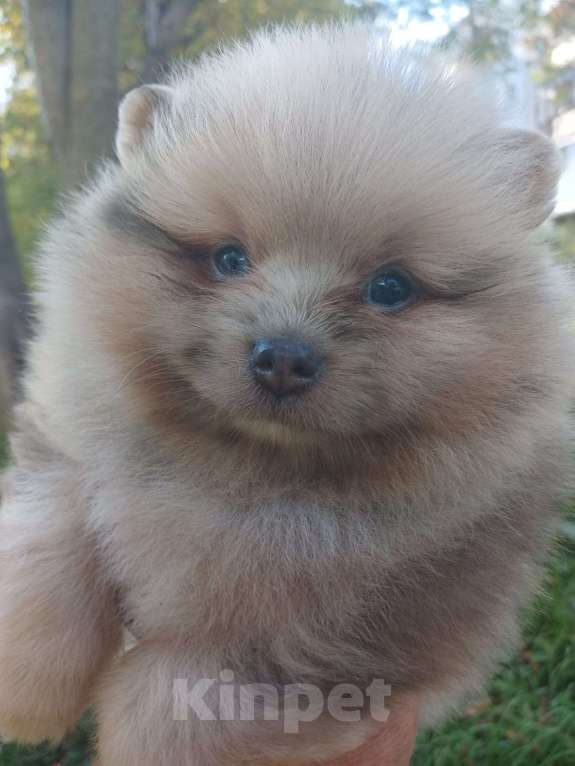 Собаки в Нижнем Новгороде:  Помернец голубой мраморный соболь Мальчик, 50 000 руб. - фото 3