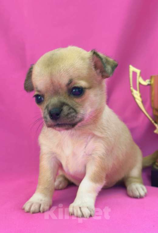 Собаки в Москве: Девочка чихуахуа готова к переезду в мае Девочка, 45 000 руб. - фото 5