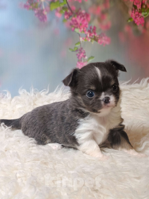 Собаки в Москве: Голубая расписная красотка Девочка, 100 000 руб. - фото 3