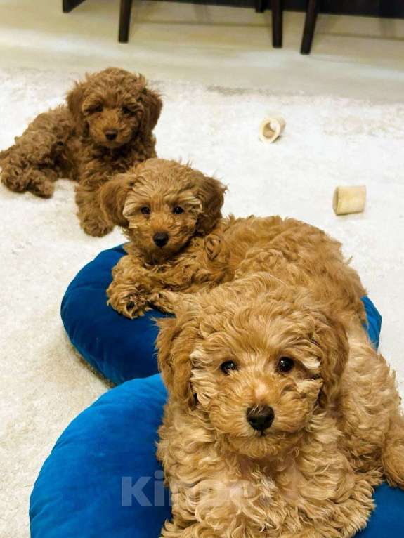 Собаки в Санкт-Петербурге: Миниатюрный мальчик Мальчик, 110 000 руб. - фото 2