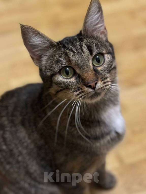 Кошки в Москве: Кошечка в полосочку ищет дом и любящую семью! Девочка, Бесплатно - фото 3