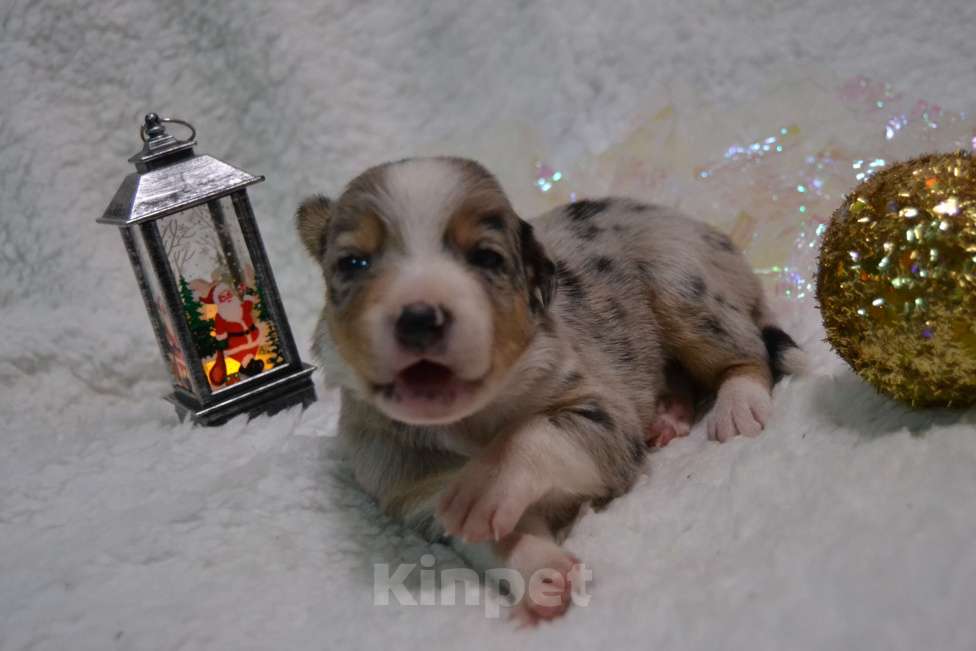 Собаки в Санкт-Петербурге: Бордер Колли  Мальчик, 70 000 руб. - фото 1