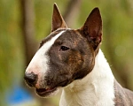 Собаки в Уфе: Миниатюрный бультерьер вязка Мальчик, 35 000 руб. - фото 2