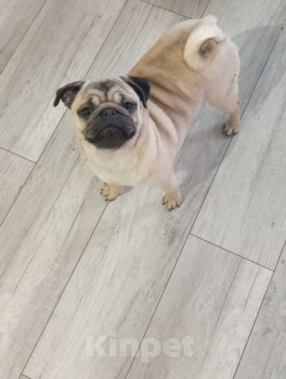 Собаки в Белгороде: Мопс девочка, РКФ Девочка, 35 000 руб. - фото 3