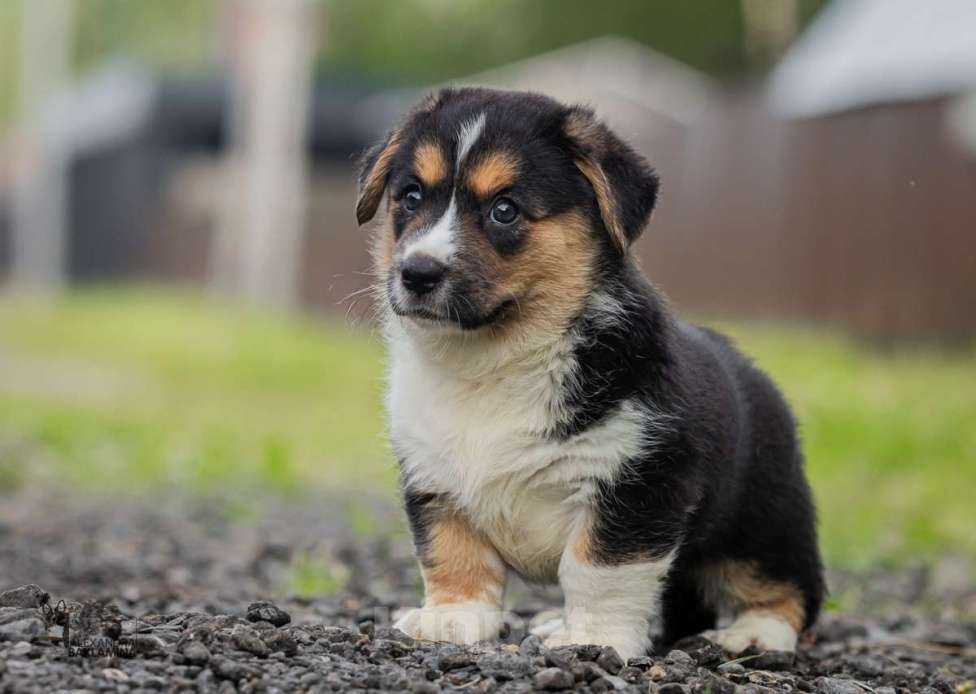 Собаки в Москве: Забава Девочка, 50 000 руб. - фото 3