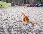 Кошки в Санкт-Петербурге: Потерялся кот на финском заливе 25.06.2024 Мальчик, 2 000 руб. - фото 2