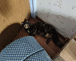 Кошки в Москве: Пропала кошка Девочка, 50 000 руб. - фото 6